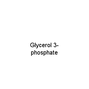 Glycerol 3- phosphate